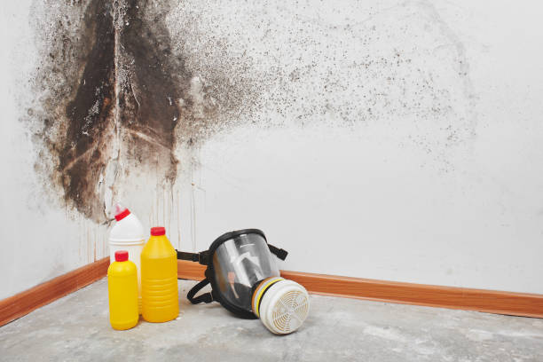 Professional Mold Removal in Taylorsville, MS