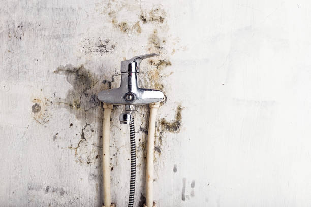 Best Mold Remediation  in Taylorsville, MS