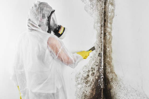 Best Professional Mold Removal  in Taylorsville, MS