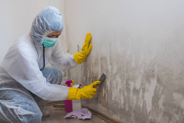 Best Commercial Mold Removal  in Taylorsville, MS