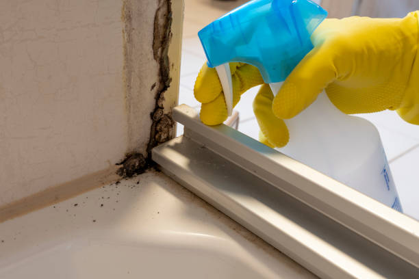 Best Professional Mold Removal  in Taylorsville, MS