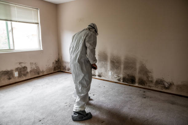 Best Certified Mold Removal  in Taylorsville, MS