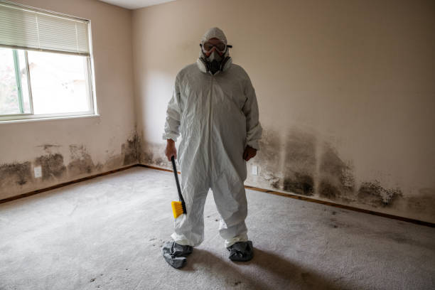 Best Attic Mold Removal  in Taylorsville, MS