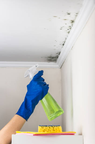 Best Emergency Mold Removal  in Taylorsville, MS